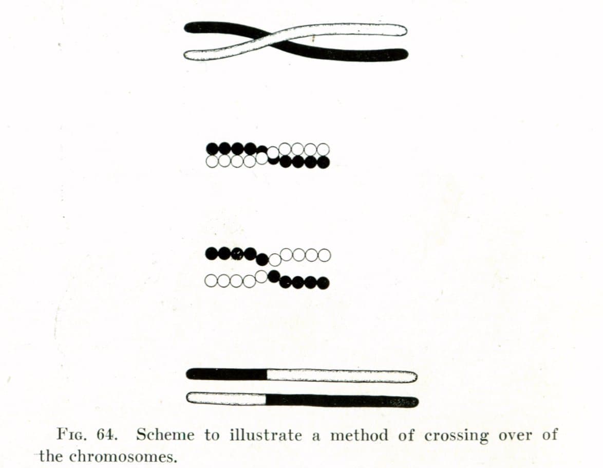 Early twentieth-century diagram of a black and a white chromosome crossing, then exchanging their ends so that each comes out part black and part white