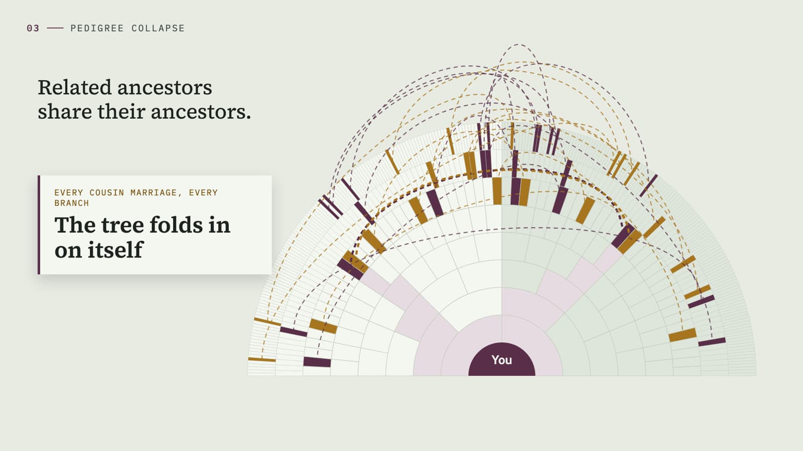 A semicircular fan chart of ancestors with many pairs of slots highlighted and joined by dashed arcs.